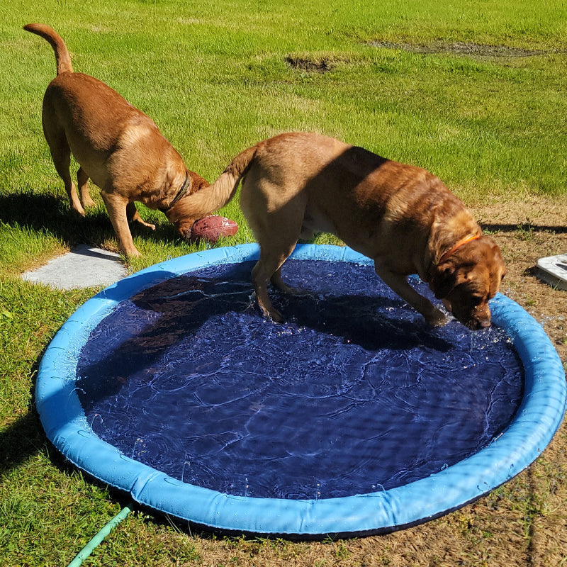 Tanzschwimmbad für Hunde & Familie