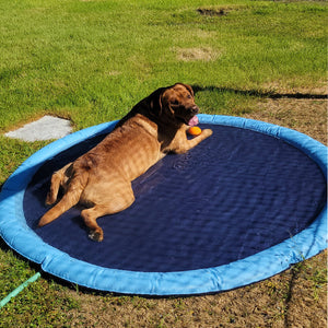 Tanzschwimmbad für Hunde & Familie